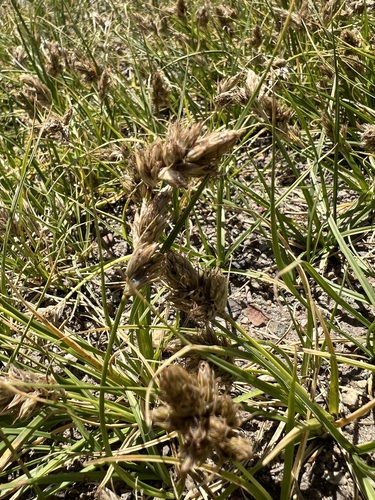 Image of Carex douglasii by (c) Steve Matson, some rights reserved (CC BY)