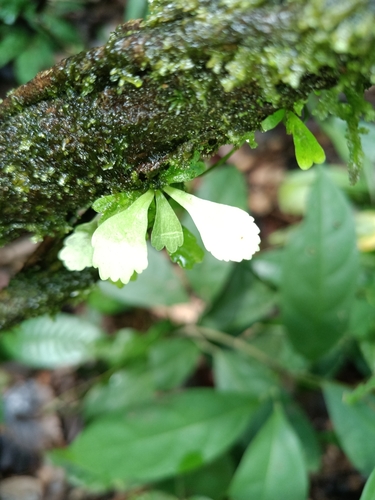 moss fern (Hecistopteris pumila)