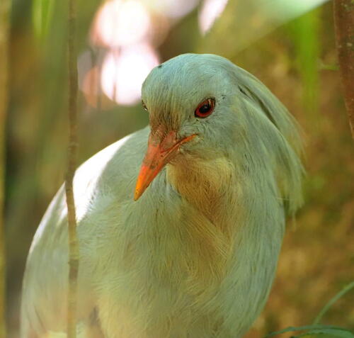 Kagu (Rhynochetos jubatus), photo 3