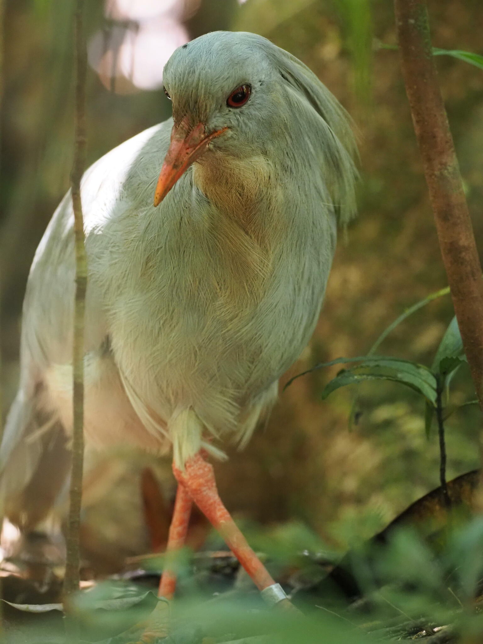 Kagu illustration