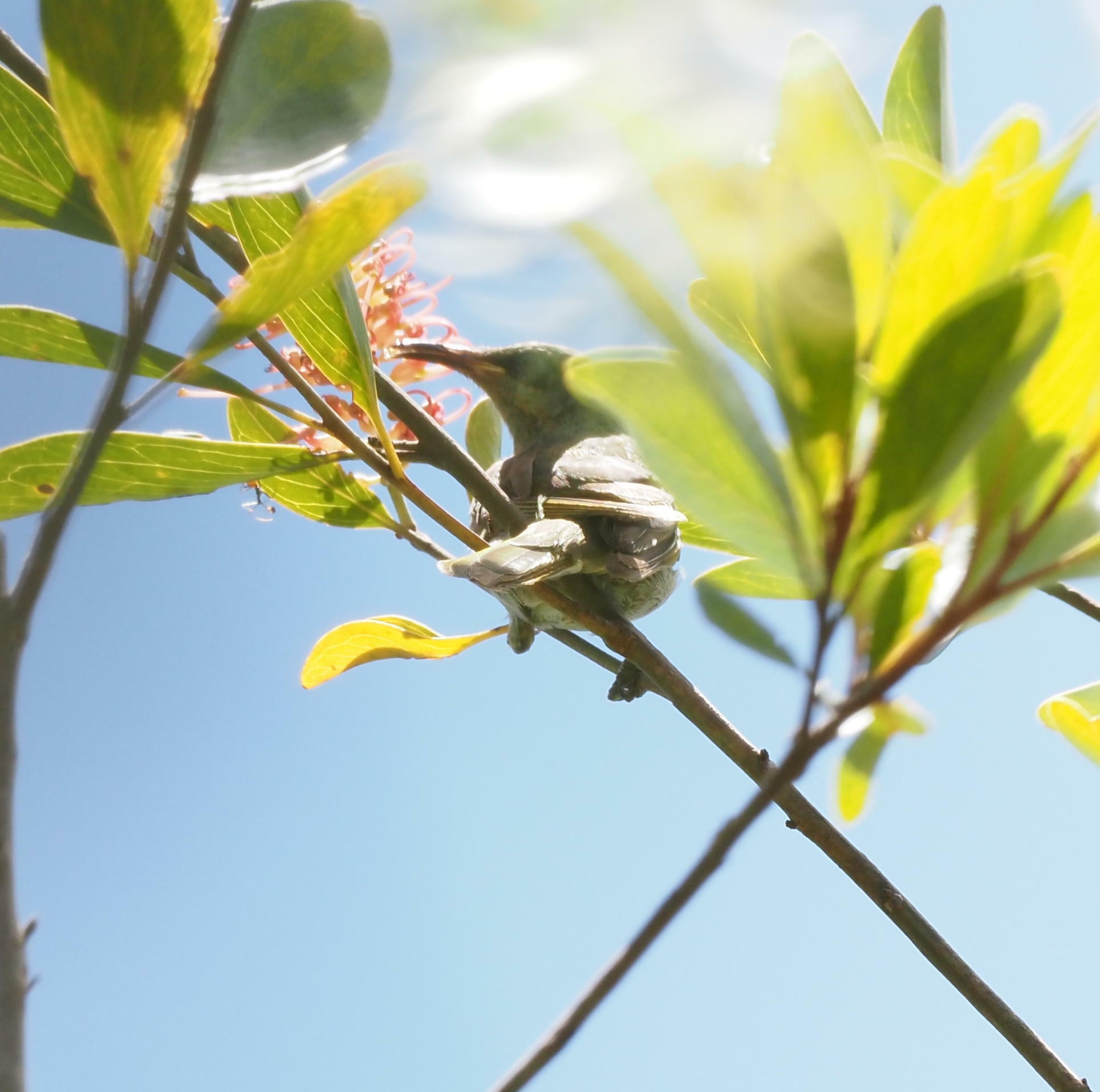 Grey-eared Honeyeater (Lichmera incana), photo 5