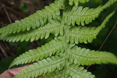 Leptogramma mollissima