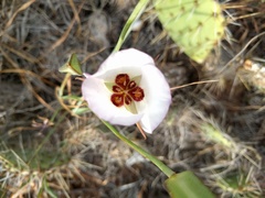 Calochortus catalinae