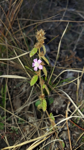 Image of Bretonica Peluda (Melochia spicata) by (c) Athena Philips, some rights reserved (CC BY)