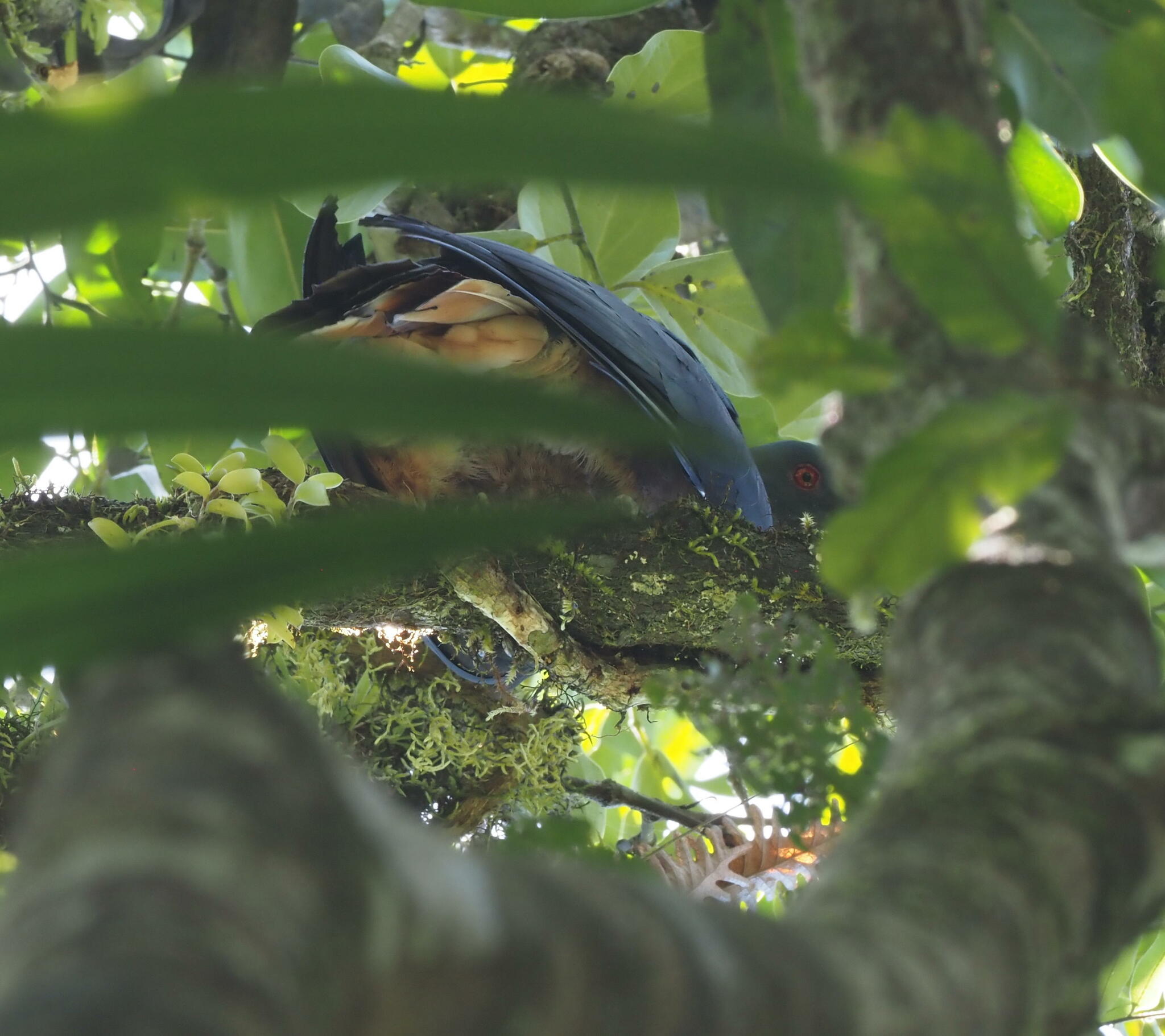 Goliath Imperial Pigeon (Ducula goliath), photo 7