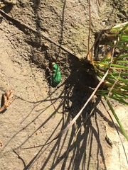 Cicindela ohlone
