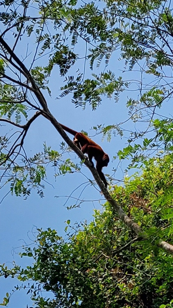 Colombian Red Howler Monkey from Villanueva, Casanare, Colombia on ...