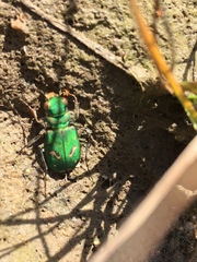 Cicindela ohlone