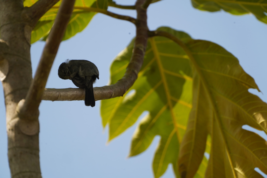 Blue Black Grassquit From Iwokrama River Lodge Kurupukari Crossing   Large 