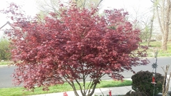 Acer palmatum