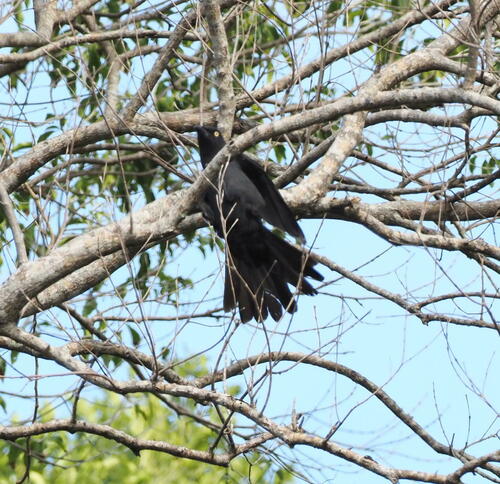 South Melanesian Cuckooshrike (Coracina caledonica), photo 6