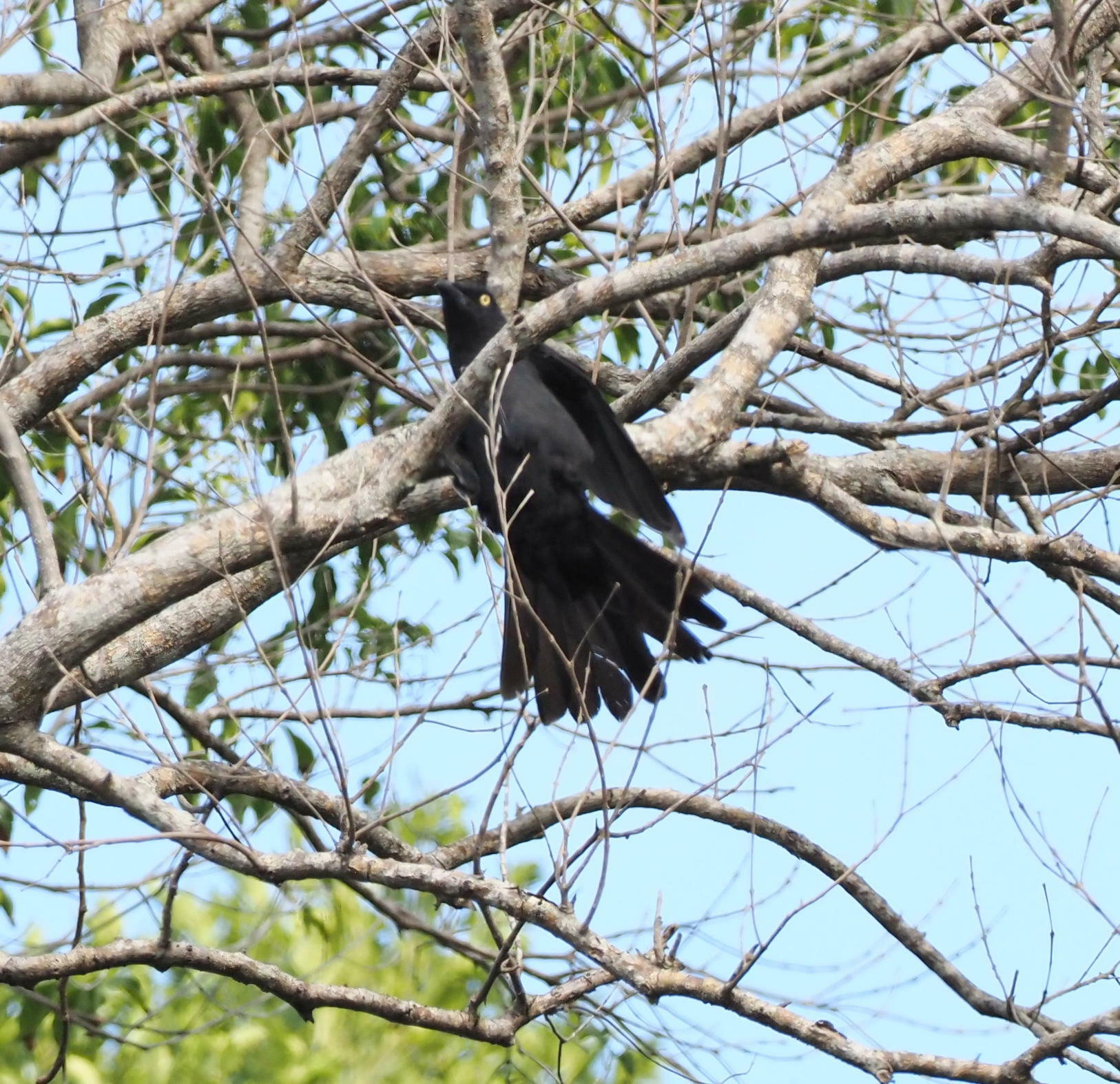 South Melanesian Cuckooshrike (Coracina caledonica), photo 3