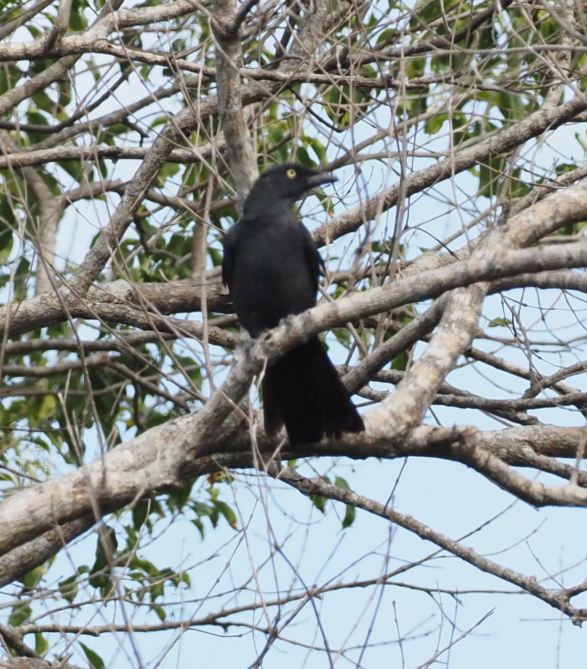 South Melanesian Cuckooshrike (Coracina caledonica), photo 4