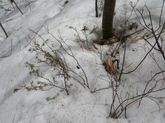 Juniperus communis depressa