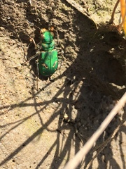 Cicindela ohlone