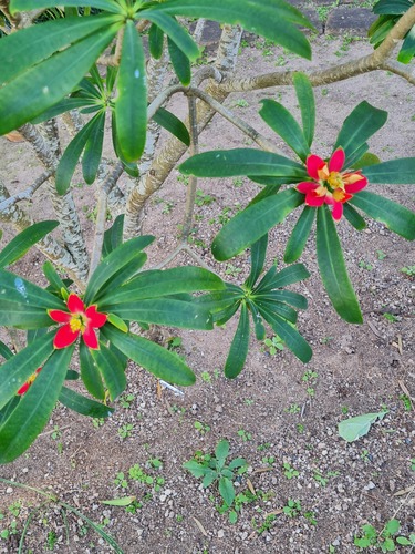 Jamaican poinsettia (Euphorbia punicea)