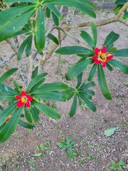 Euphorbia punicea