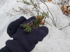 Juniperus communis depressa