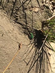 Cicindela ohlone