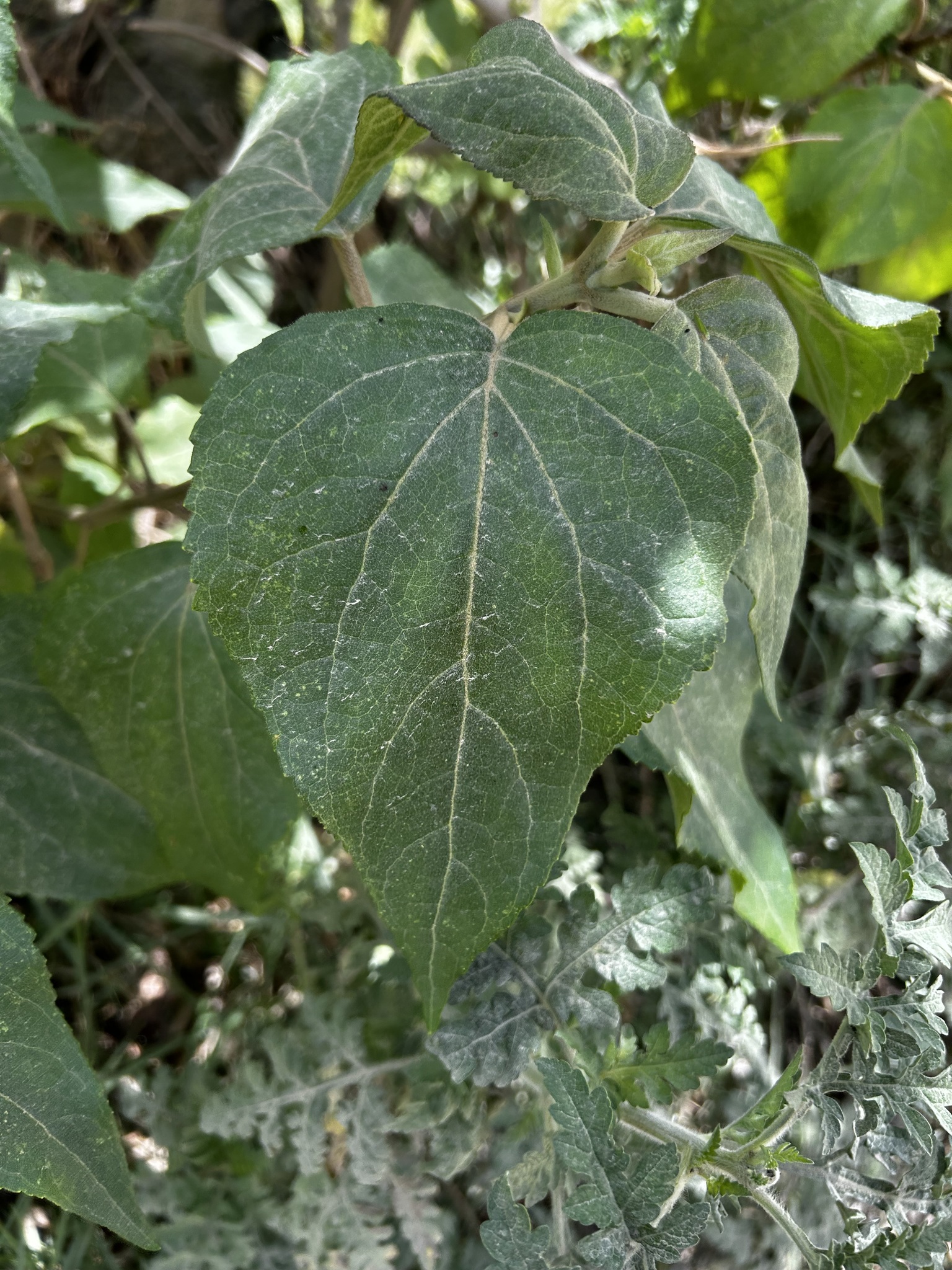 Kaunia longipetiolata image