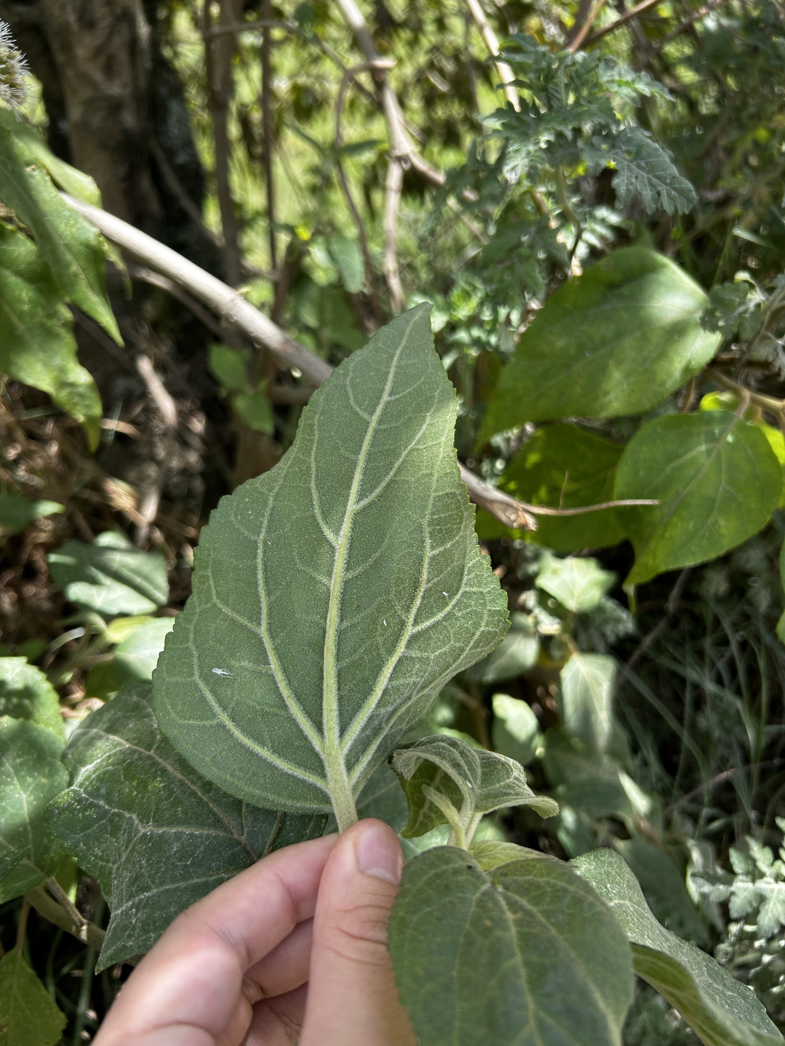 Kaunia longipetiolata image