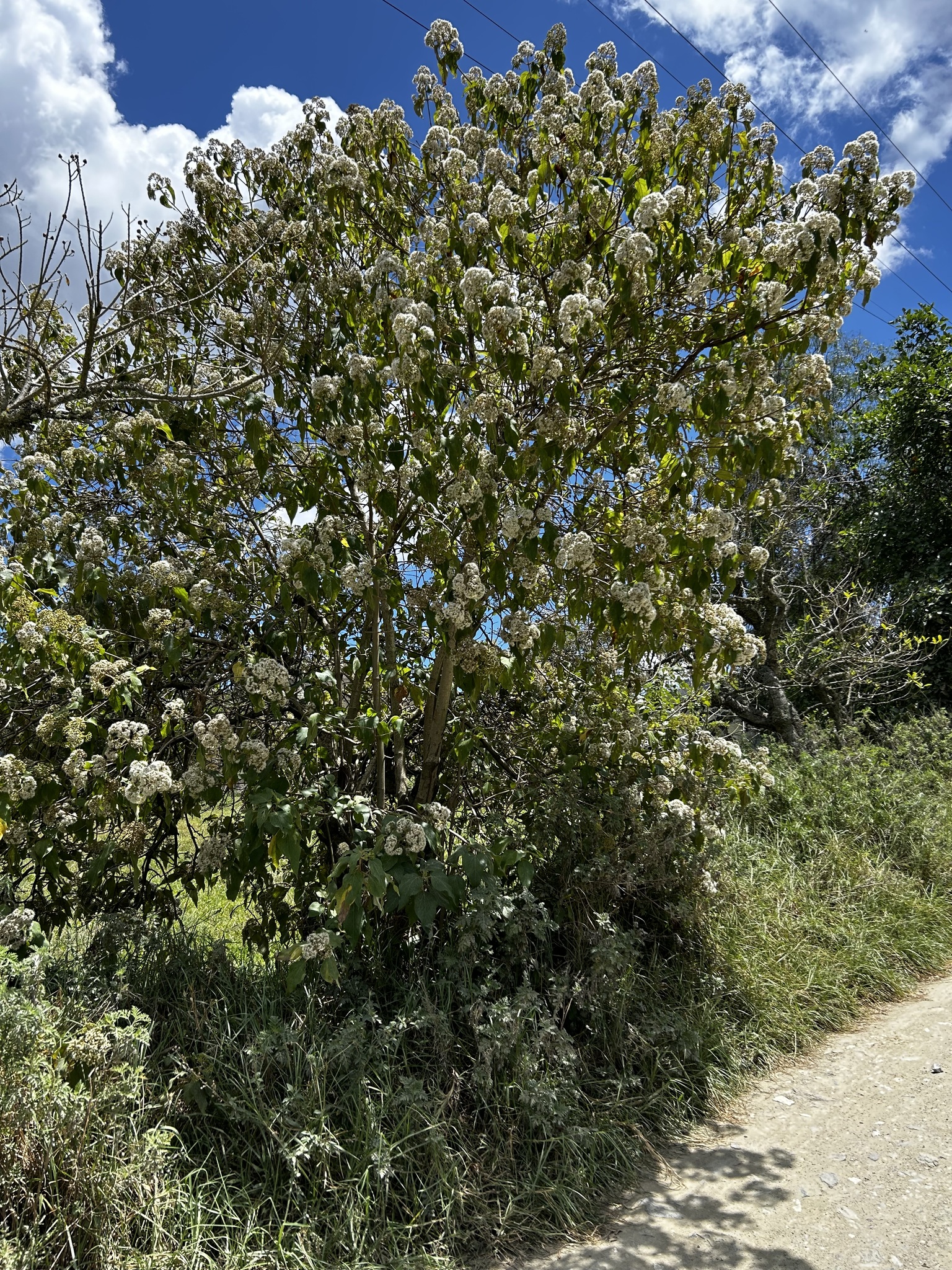 Kaunia longipetiolata image