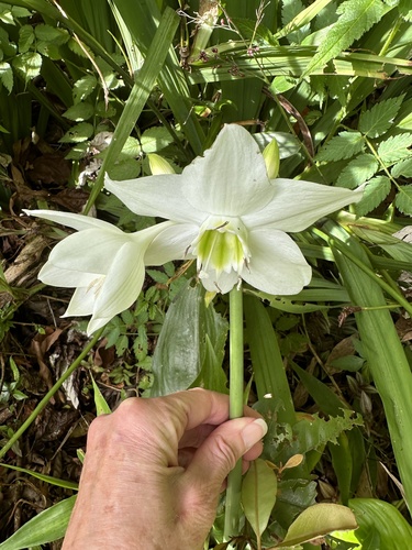 Urceolina amazonica