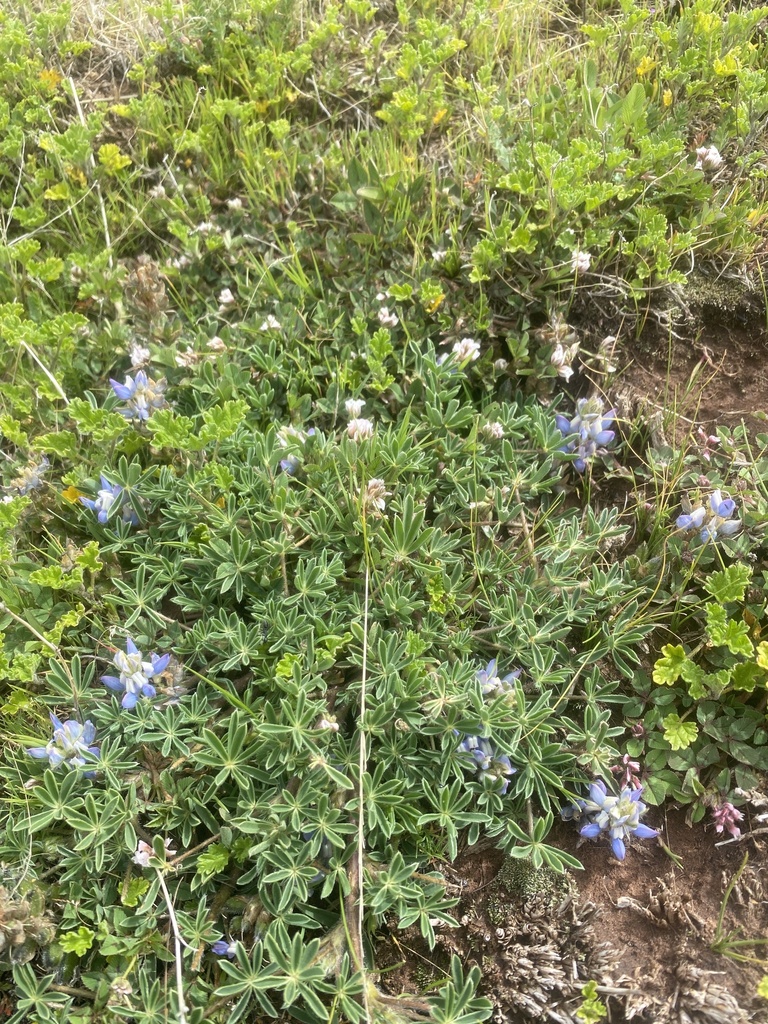 Lupinus buchtienii from Departamento de La Paz, BO on January 28, 2024 ...