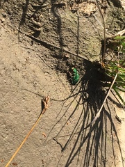 Cicindela ohlone