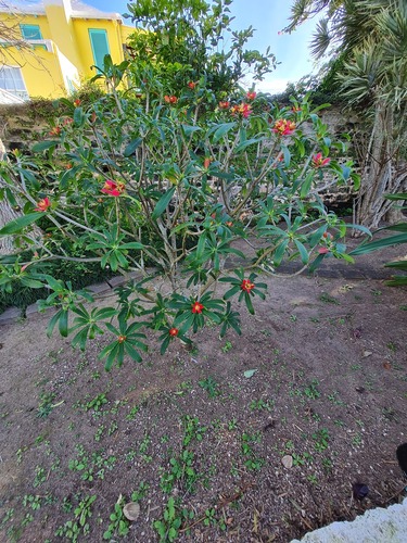 Euphorbia punicea, photograph 2