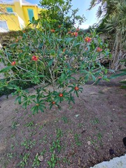 Euphorbia punicea, photograph (c) Alison Copeland, some rights reserved (CC BY)