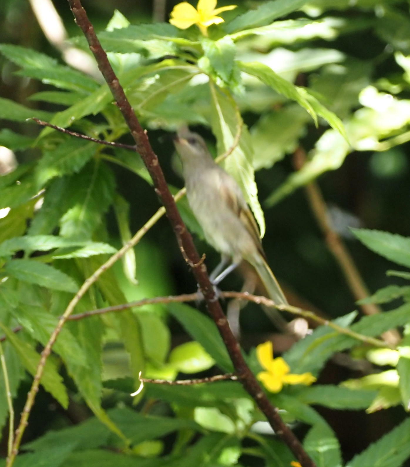 Grey-eared Honeyeater (Lichmera incana), photo 6