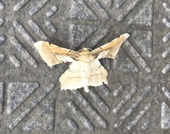 Krananda latimarginaria