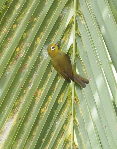 Small Lifou White-eye (Zosterops minutus), photo 2