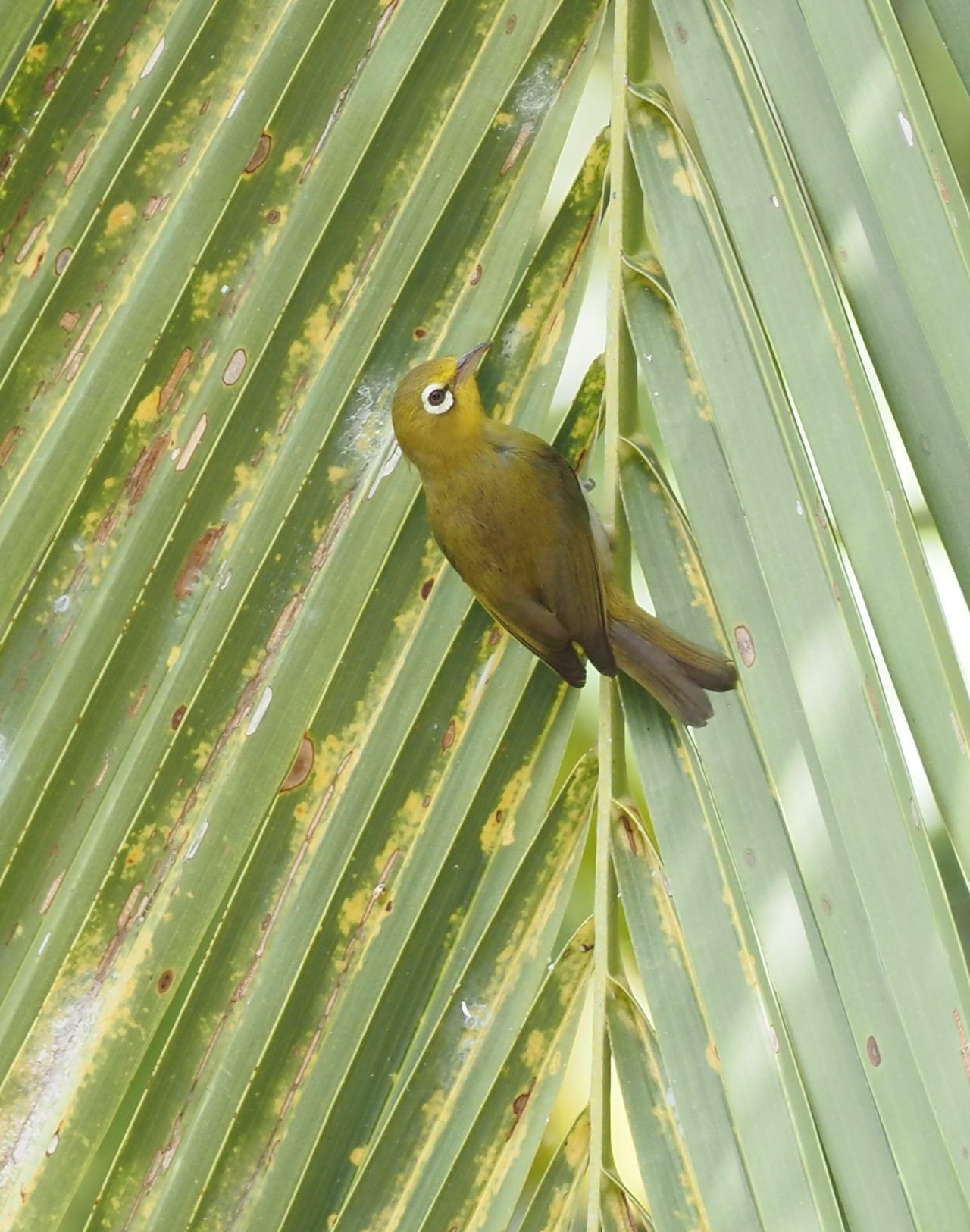 Small Lifou White-eye illustration