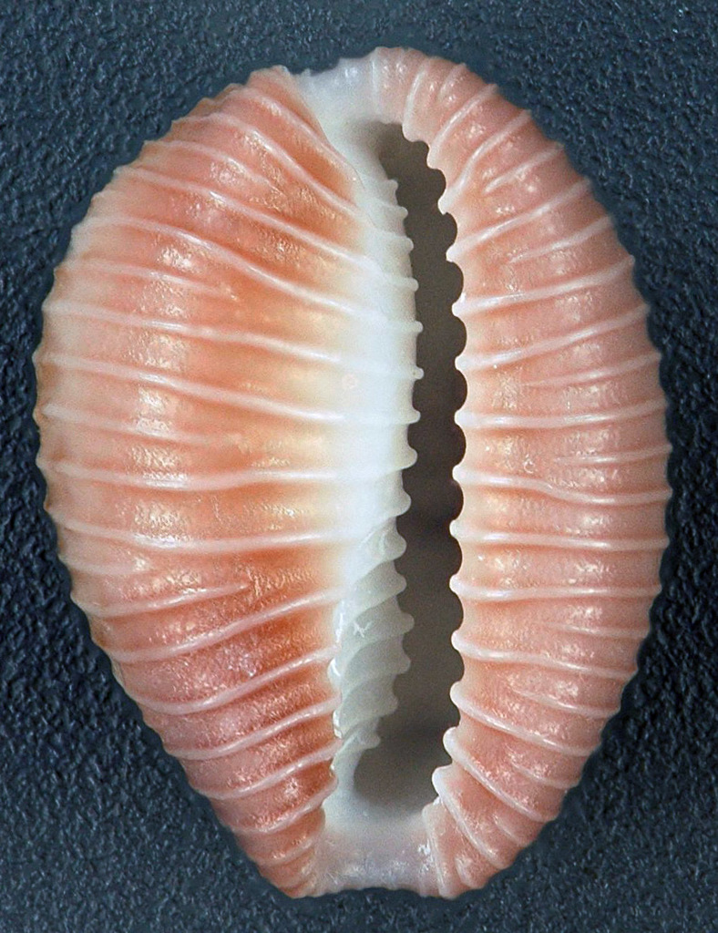 Niveria