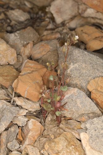 Barneby's phacelia (Phacelia barnebyana)