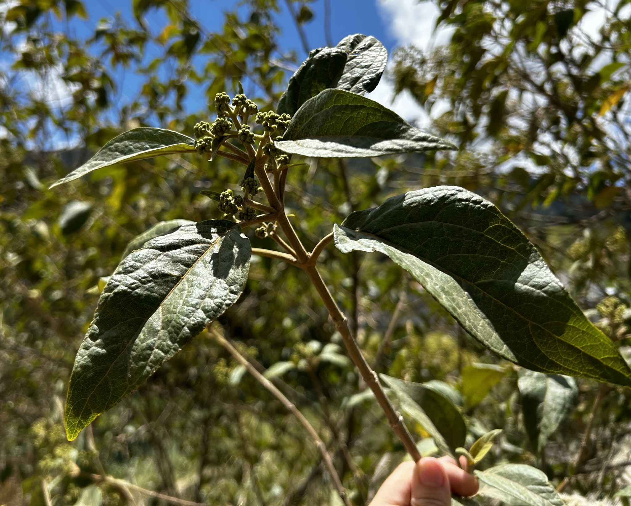 Kaunia longipetiolata image