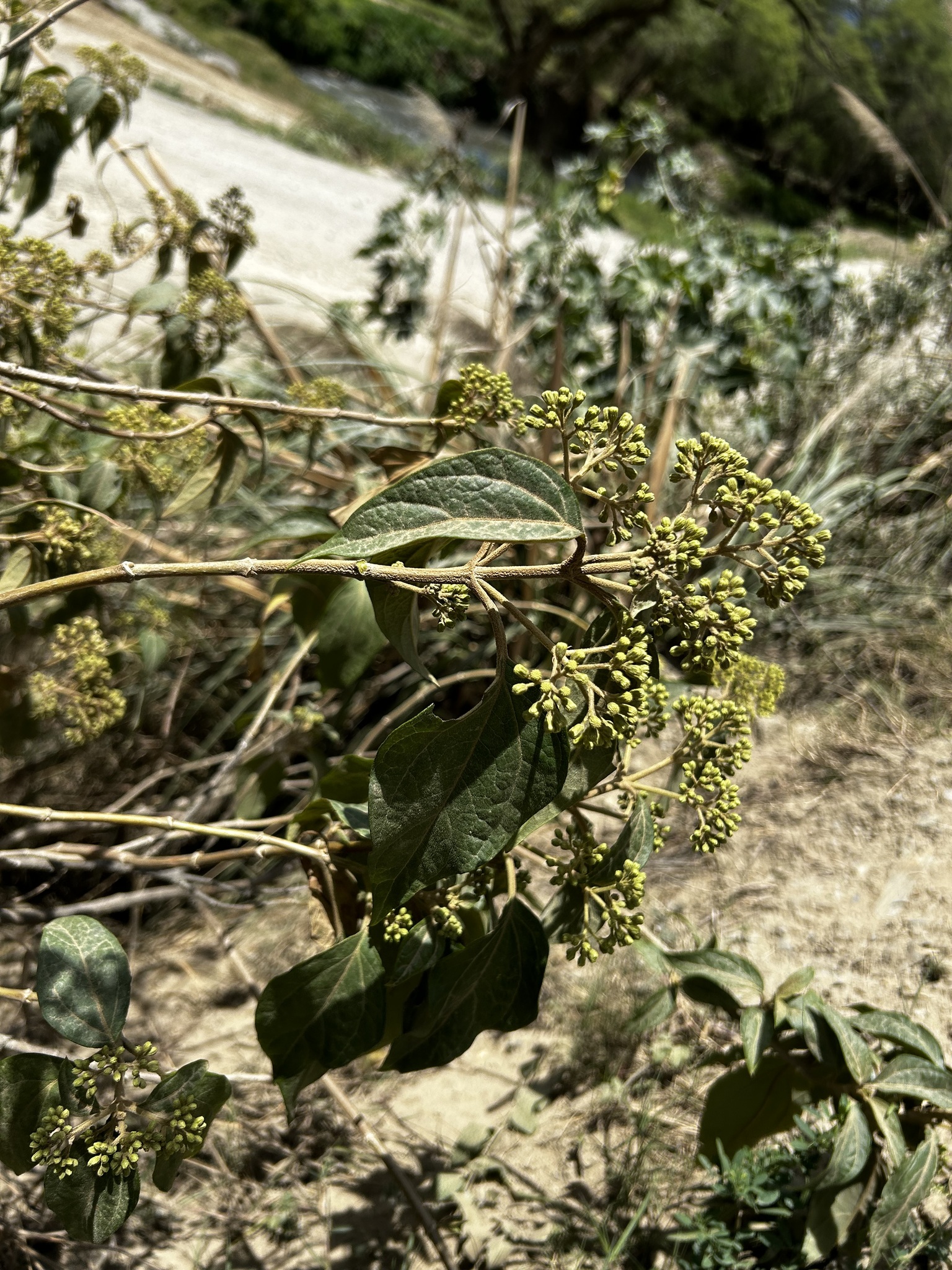 Kaunia image