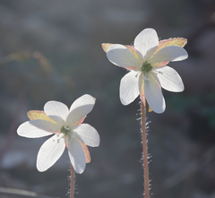 Hepatica acutiloba