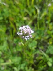 Plectritis ciliosa