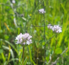 Plectritis ciliosa