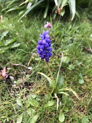 Muscari armeniacum