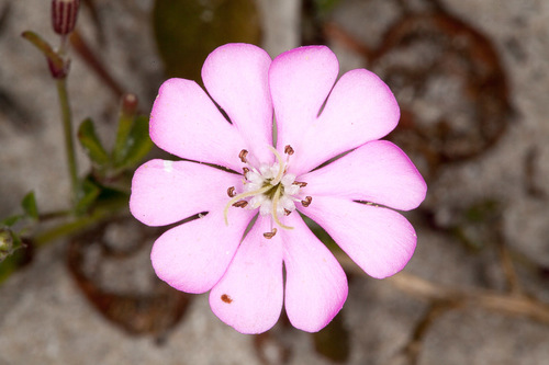 Mediterranean Catchfly