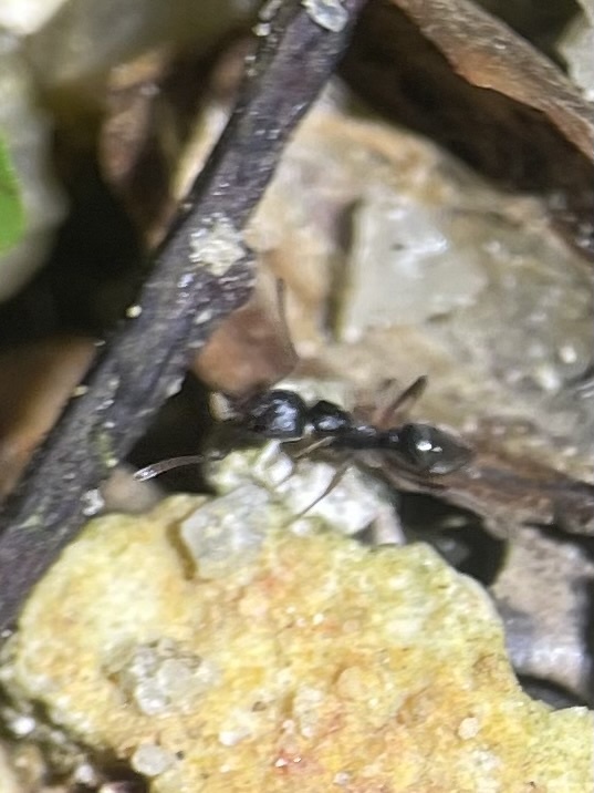 Brachyponera
