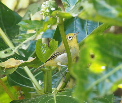 Small Lifou White-eye (Zosterops minutus), photo 3