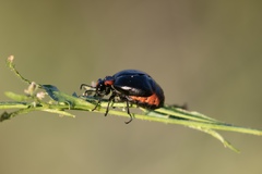 Lytta sublaevis