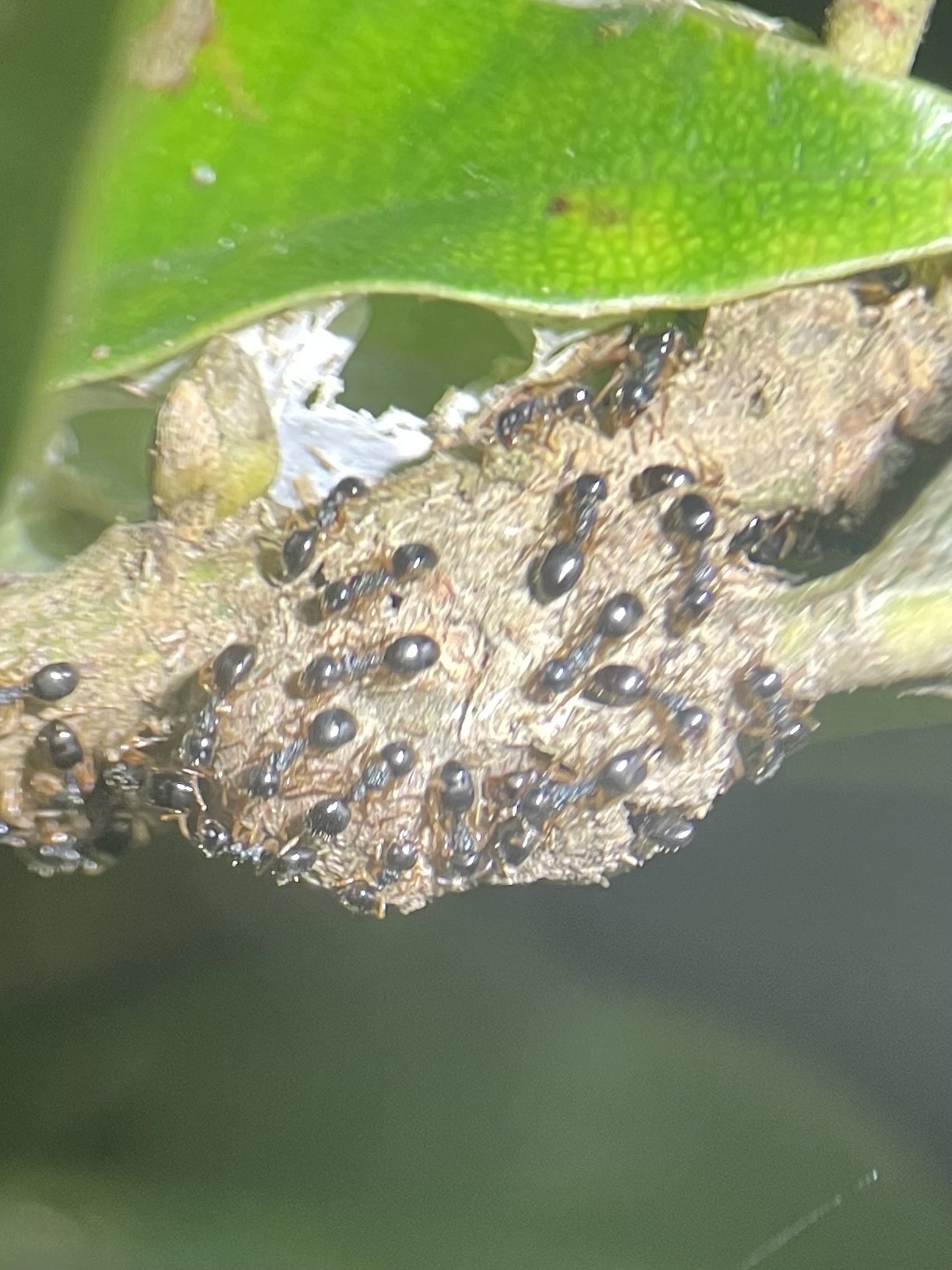 Dolichoderus brevis