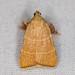 Ochre Parachma Moth - Photo (c) Greg Lasley, some rights reserved (CC BY-NC), uploaded by Greg Lasley