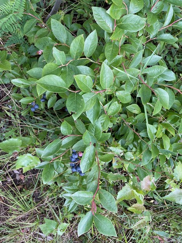 Vaccinium corymbosum